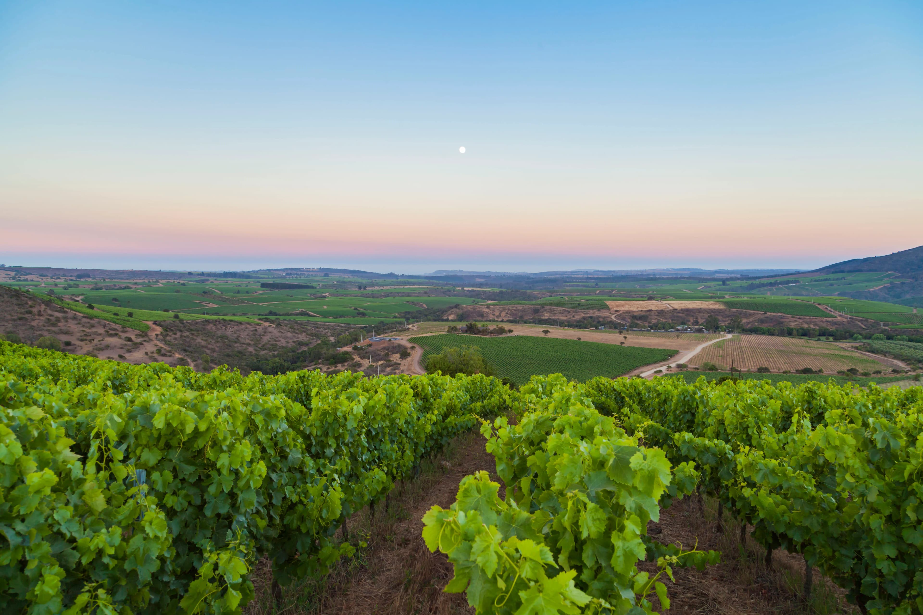 wineSpec