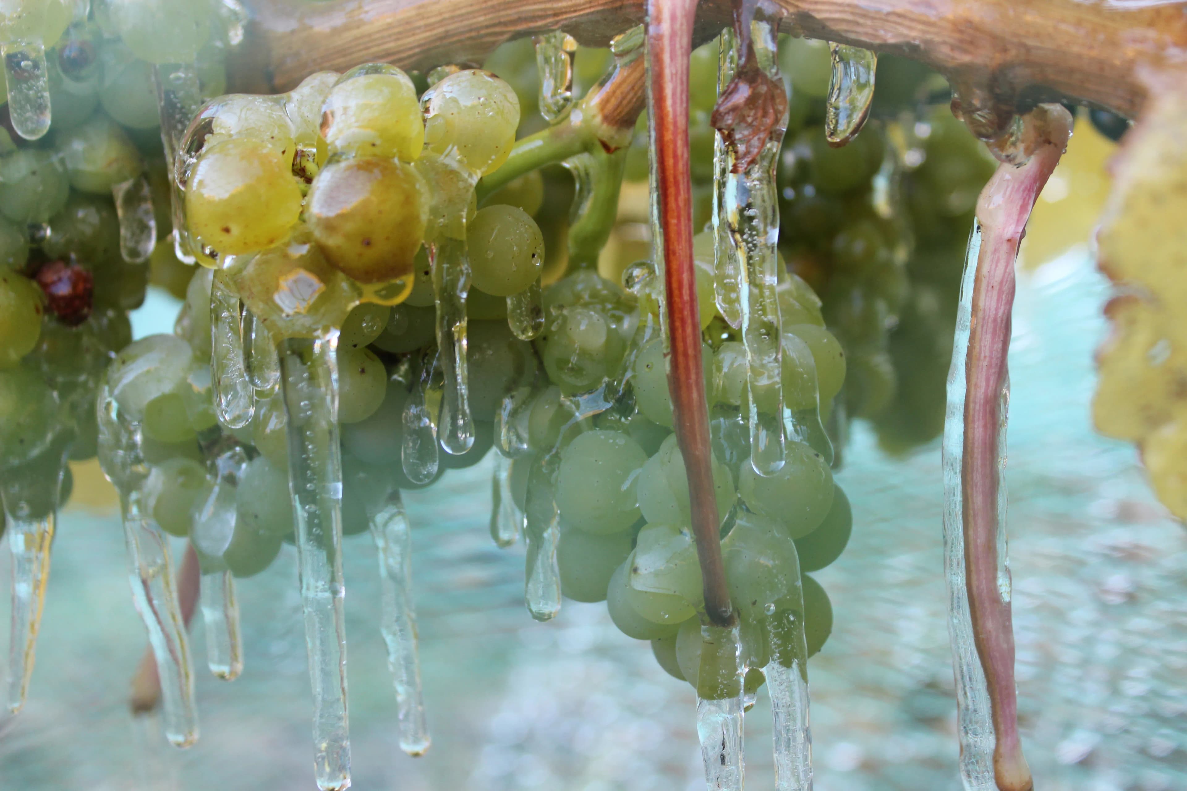 wineSpec