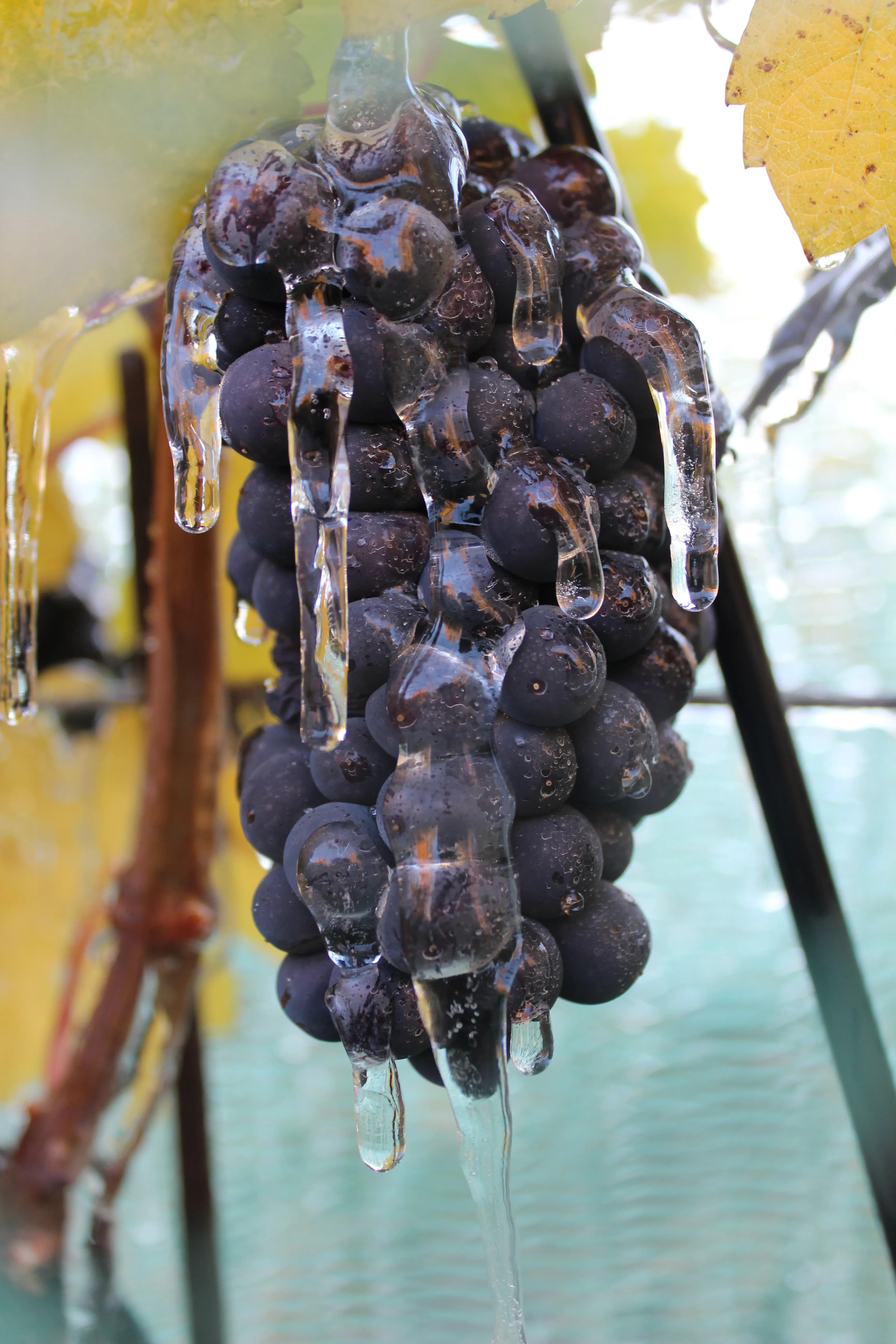 wineSpec