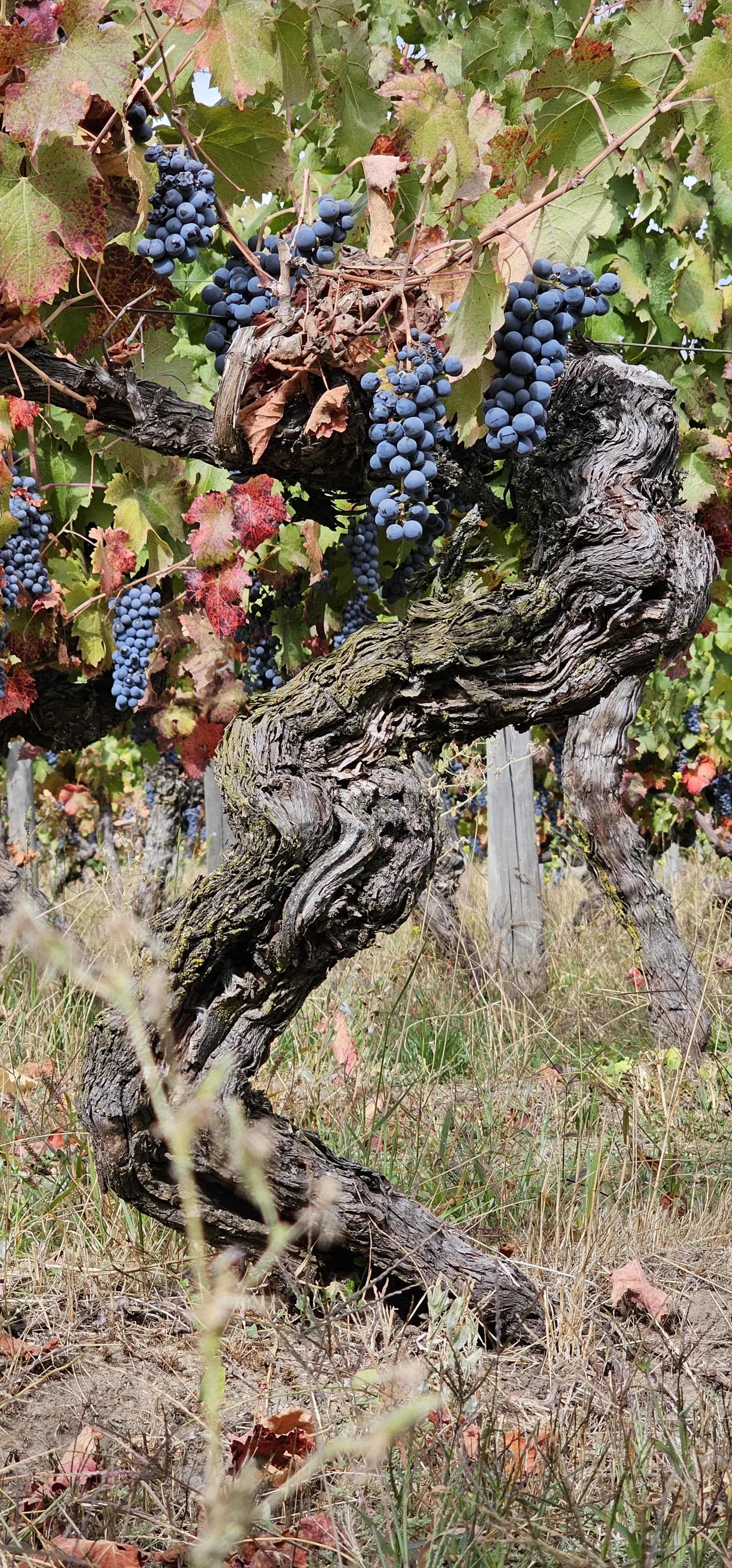 wineSpec