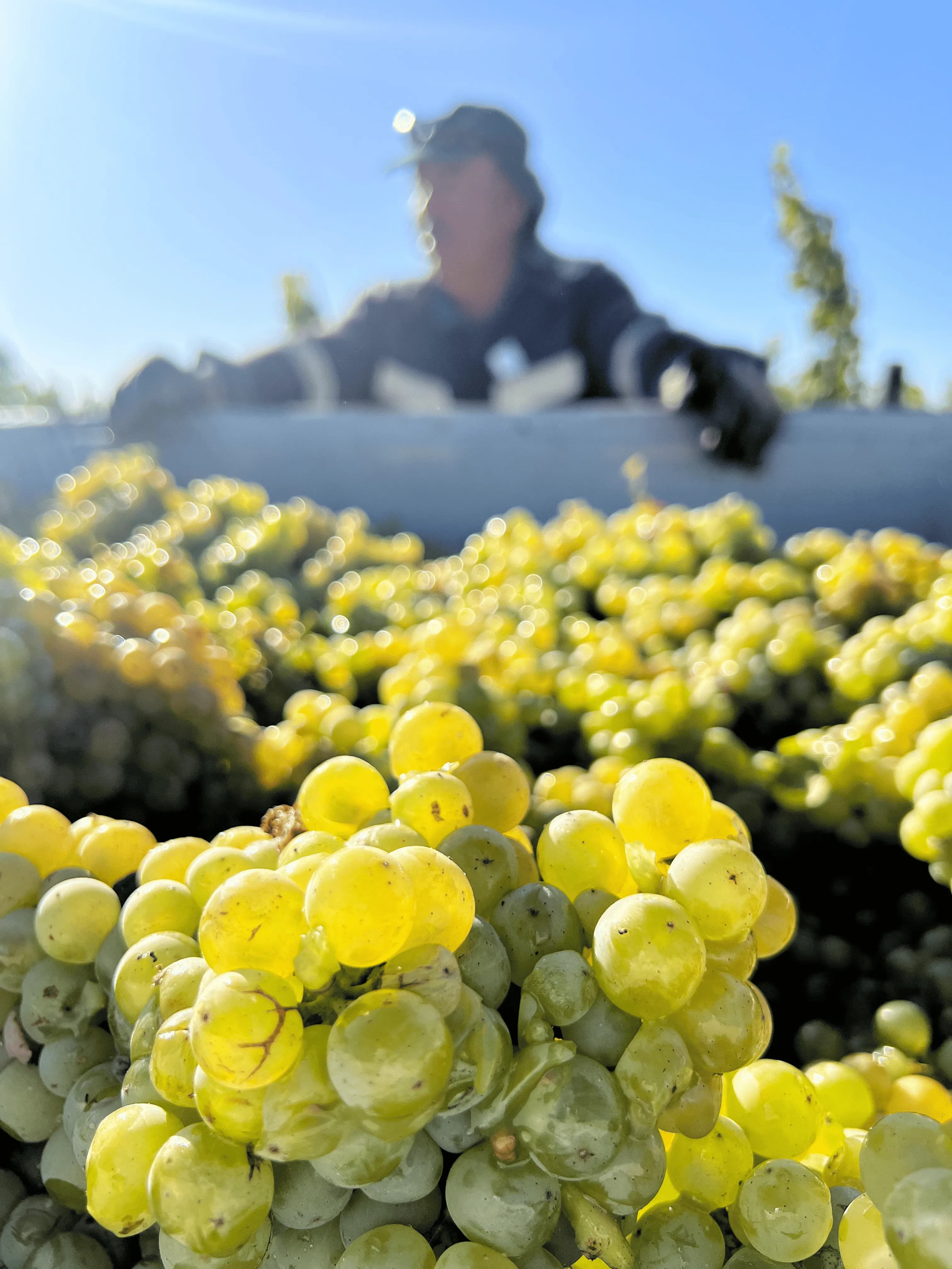 wineSpec