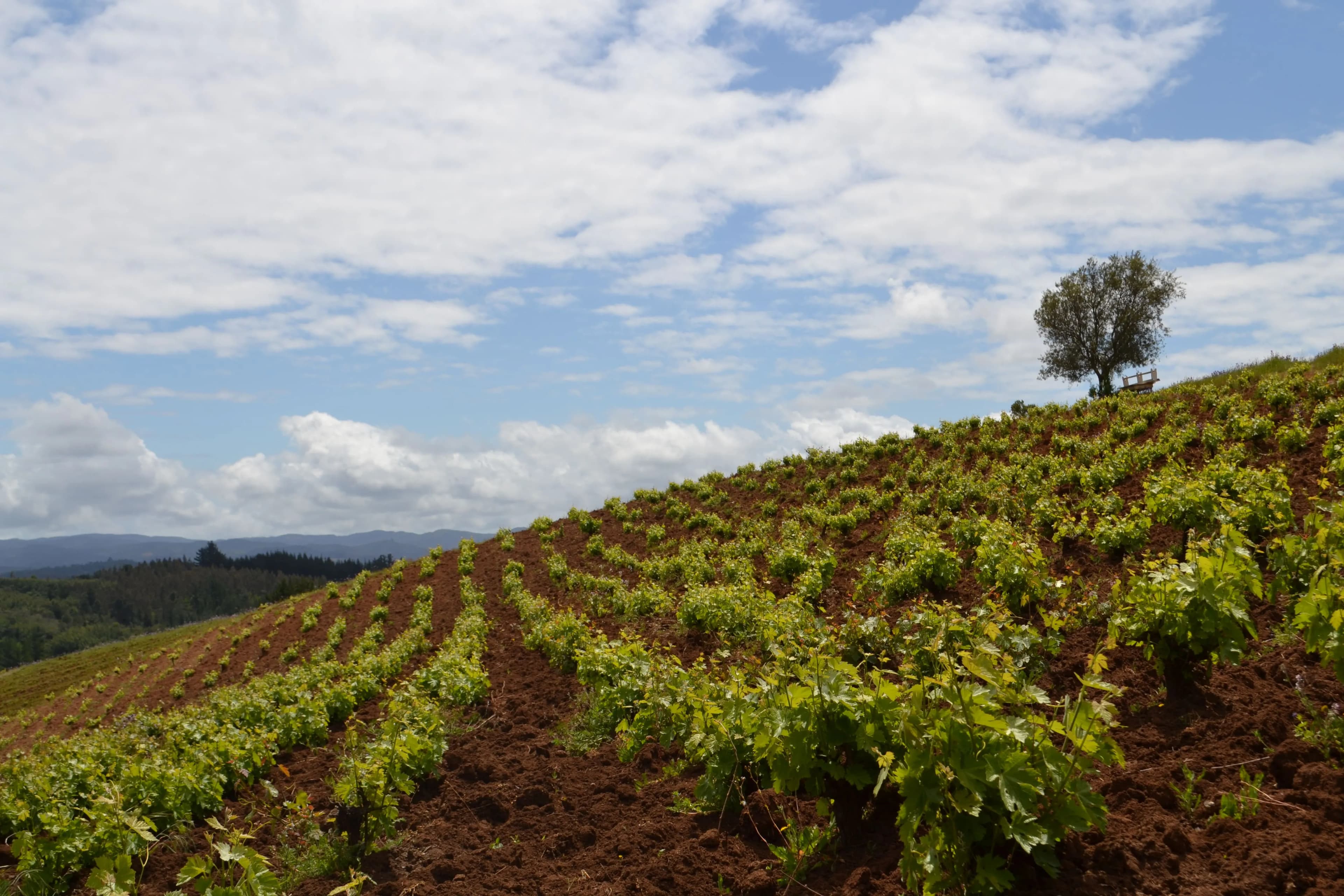 wineSpec