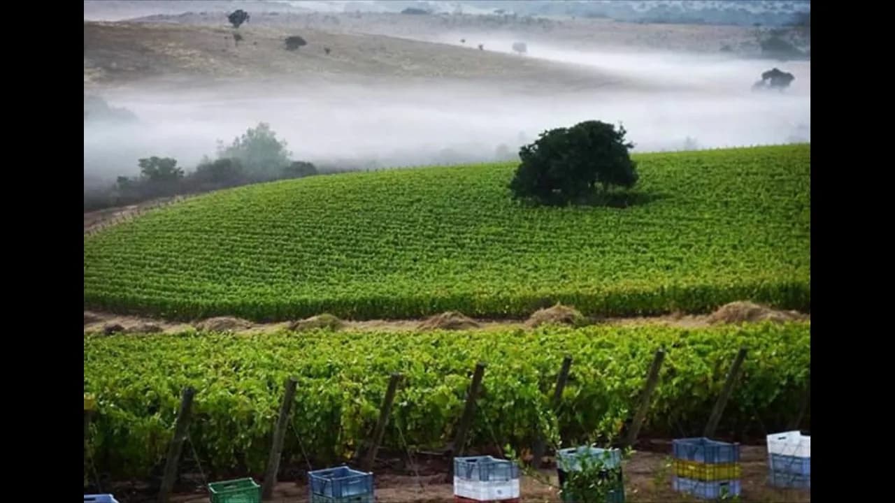 wineSpec