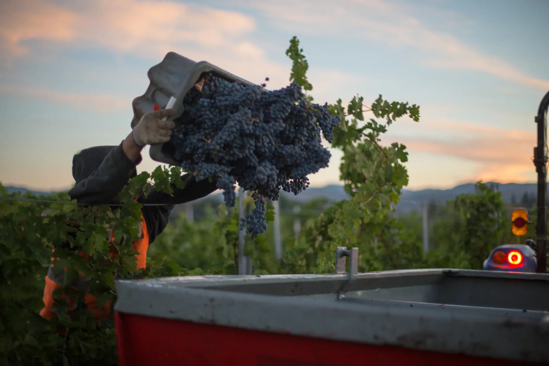 wineSpec