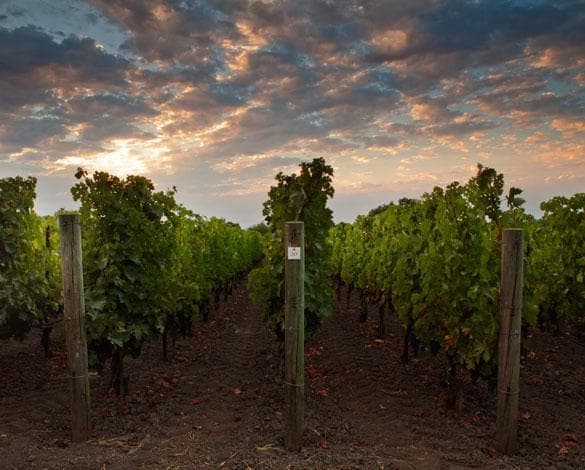wineSpec