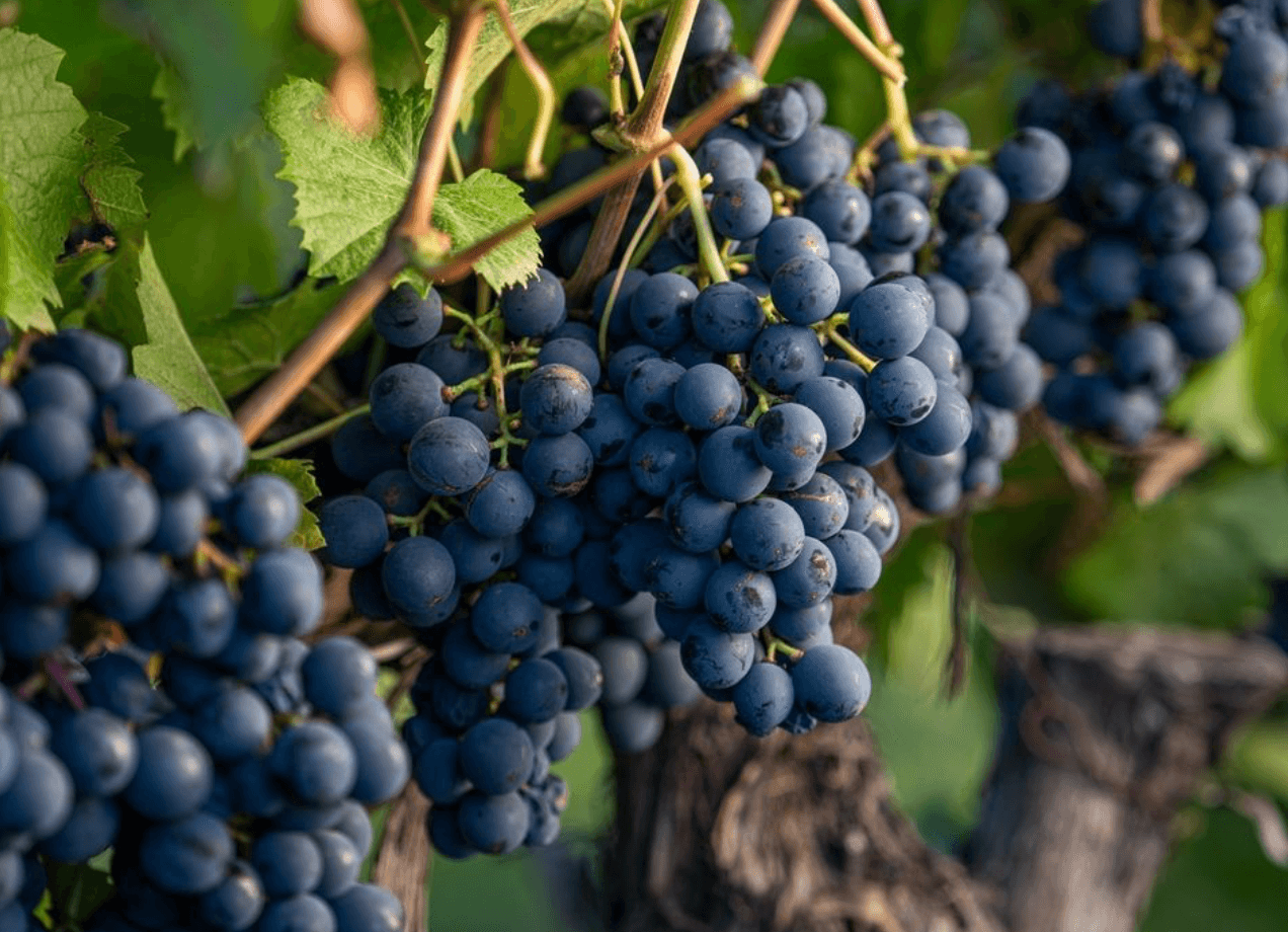 wineSpec