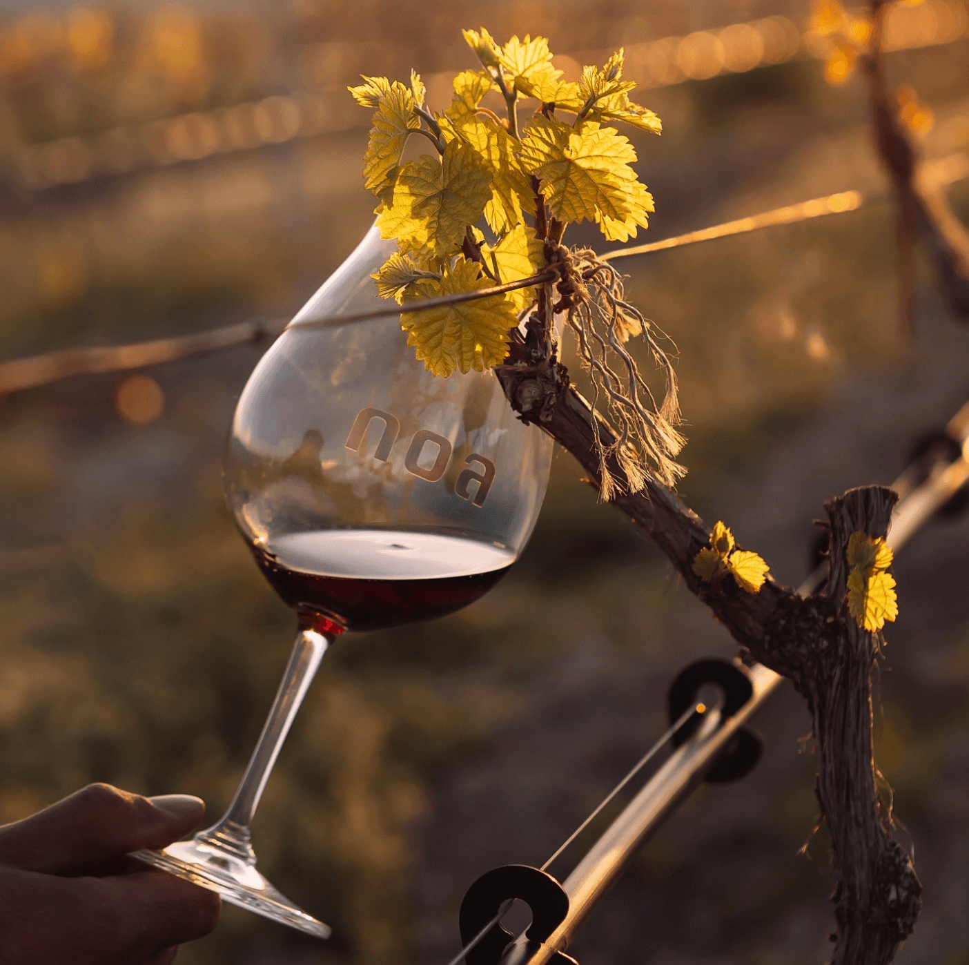 wineSpec