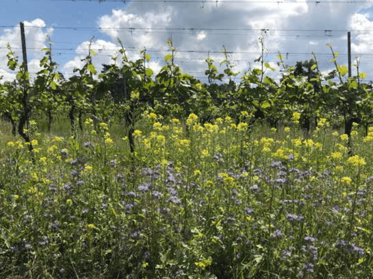 wineSpec