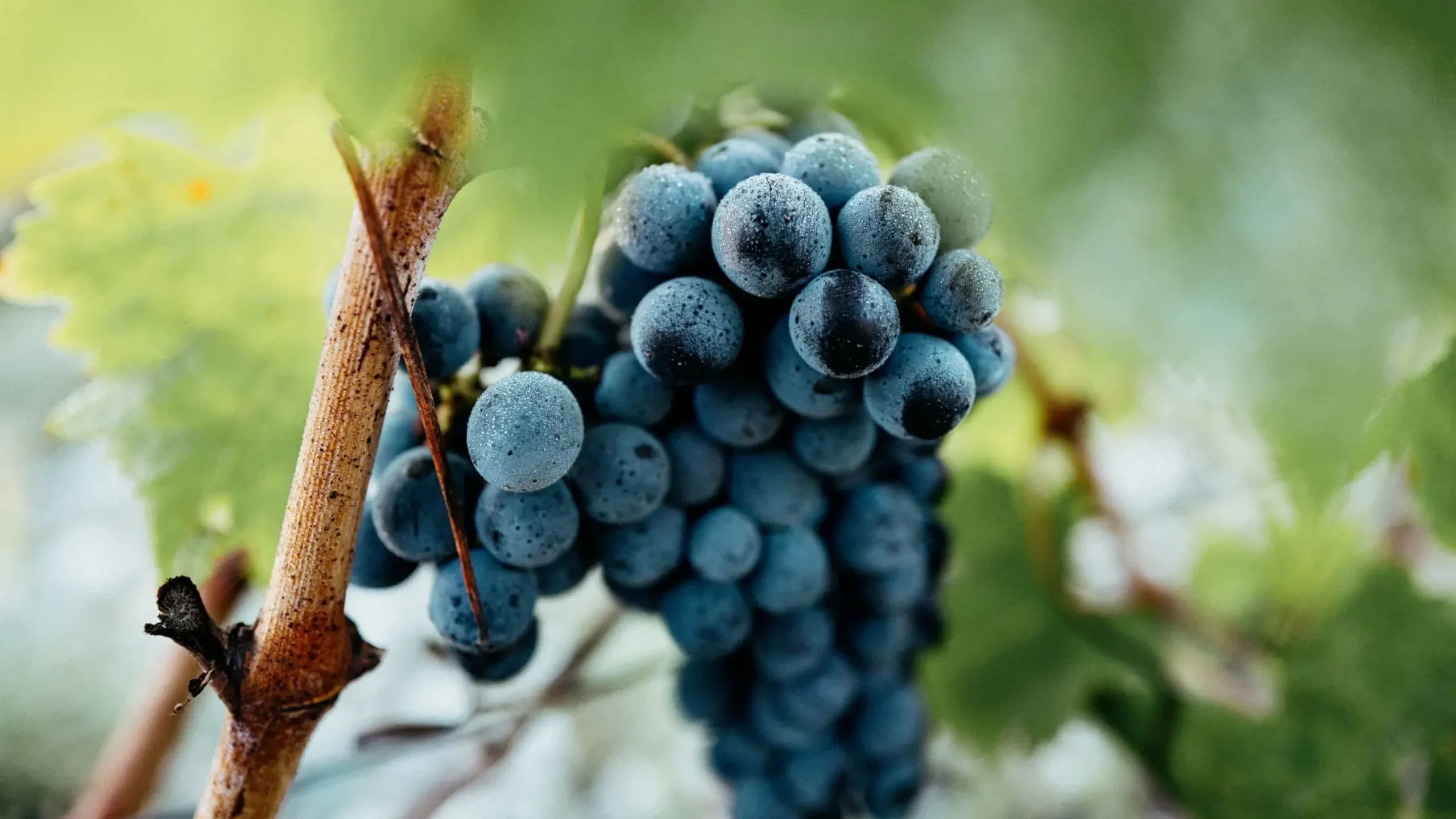 wineSpec