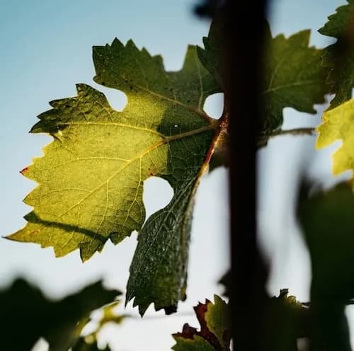 wineSpec