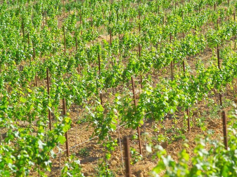 wineSpec